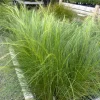 Mexican Feather Grass - Nassella tenuissima Live Plant - 3.5 Inch Pot - Image 1