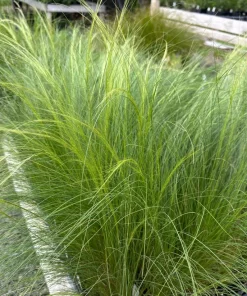 Mexican Feather Grass - Nassella tenuissima Live Plant - 3.5 Inch Pot - Image 1