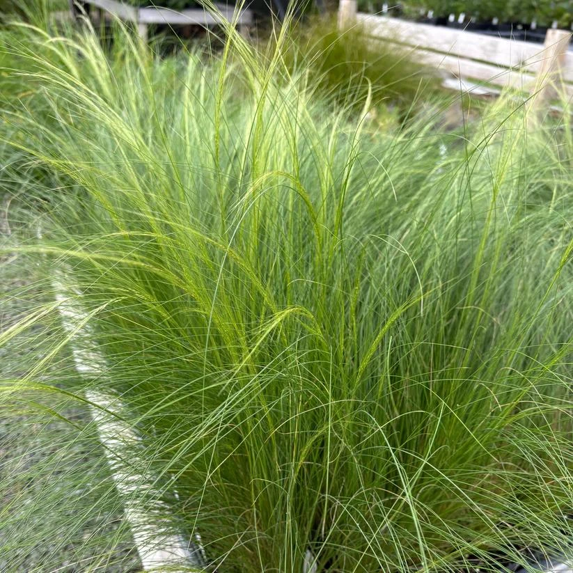 Mexican Feather Grass - Nassella tenuissima Live Plant - 3.5 Inch Pot - Image 1
