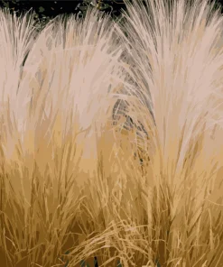 Mexican Feather Grass Seeds - Stipa Tenuissima Ornamental Pony Tails - 25 Seeds - Image 10