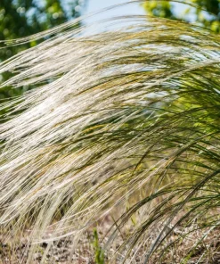 Mexican Feather Grass Seeds - Stipa Tenuissima Ornamental Pony Tails - 25 Seeds - Image 11