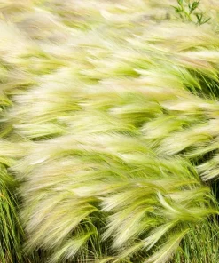 Mexican Feather Grass Seeds - Stipa Tenuissima Ornamental Pony Tails - 25 Seeds - Image 13