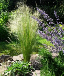 Mexican Feather Grass Seeds - Stipa Tenuissima Ornamental Pony Tails - 25 Seeds - Image 14
