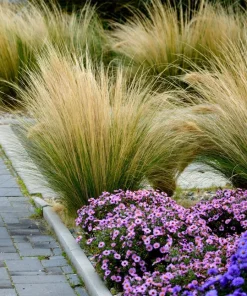 Mexican Feather Grass Seeds - Stipa Tenuissima Ornamental Pony Tails - 25 Seeds - Image 2