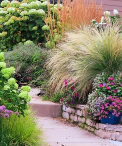 Mexican Feather Grass Seeds - Stipa Tenuissima Ornamental Pony Tails - 25 Seeds - Image 3