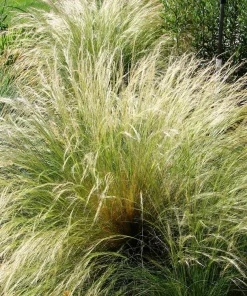 Mexican Feather Grass Seeds - Stipa Tenuissima Ornamental Pony Tails - 25 Seeds - Image 4