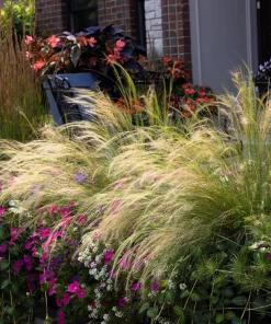 Mexican Feather Grass Seeds - Stipa Tenuissima Ornamental Pony Tails - 25 Seeds - Image 5