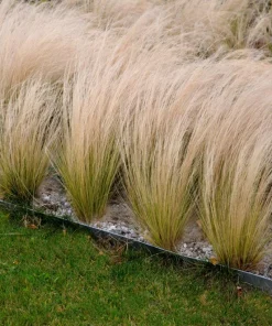 Mexican Feather Grass Seeds - Stipa Tenuissima Ornamental Pony Tails - 25 Seeds - Image 6