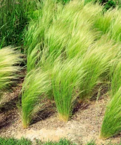 Mexican Feather Grass Seeds - Stipa Tenuissima Ornamental Pony Tails - 25 Seeds - Image 7