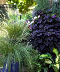 Mexican Feather Grass Seeds - Stipa Tenuissima Ornamental Pony Tails - 25 Seeds - Image 8
