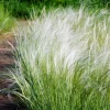 Mexican Feather Grass Seeds - Stipa Tenuissima Ornamental Pony Tails - 25 Seeds - Image 1