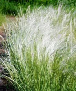 Mexican Feather Grass Seeds - Stipa Tenuissima Ornamental Pony Tails - 25 Seeds - Image 1