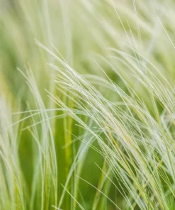 Mexican Feather Grass Seeds - Stipa Tenuissima Ornamental Pony Tails - 25 Seeds - Image 9