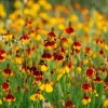 Mexican Hat Coneflower Seeds - Ratibida columnifera - 300 Seeds - Pollinator Friendly - Image 1