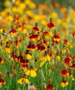 Mexican Hat Coneflower Seeds - Ratibida columnifera - 300 Seeds - Pollinator Friendly - Image 1