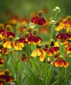 Mexican Hat Coneflower Seeds - Ratibida columnifera - 300 Seeds - Pollinator Friendly - Image 2