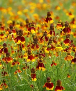 Mexican Hat Coneflower Seeds - Ratibida columnifera - 300 Seeds - Pollinator Friendly - Image 3