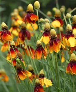 Mexican Hat Coneflower Seeds - Ratibida columnifera - 300 Seeds - Pollinator Friendly - Image 4