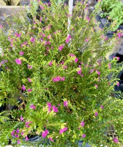 Mexican Heather Live Plant - Cuphea hyssopifolia - Flowering Garden Plant - Image 2