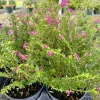Mexican Heather Live Plant - Cuphea hyssopifolia - Flowering Garden Plant - Image 1