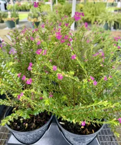 Mexican Heather Live Plant - Cuphea hyssopifolia - Flowering Garden Plant - Image 1