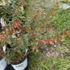 Mexican Heather Live Plant - Cuphea Hyssopifolia - Flowering Garden Plant - Image 1