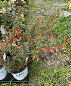 Mexican Heather Live Plant - Cuphea Hyssopifolia - Flowering Garden Plant - Image 1