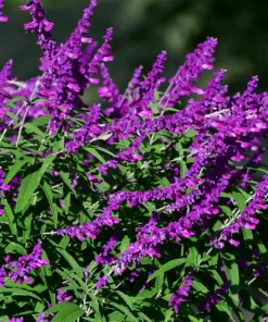 Mexican Sage Santa Barbara Live Starter Plant 6-10in Tall in 2.5x3.5in Pot - Image 2