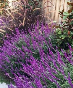 Mexican Sage Santa Barbara Live Starter Plant 6-10in Tall in 2.5x3.5in Pot - Image 3