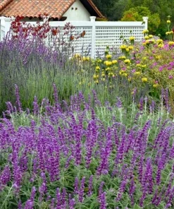 Mexican Sage Santa Barbara Live Starter Plant 6-10in Tall in 2.5x3.5in Pot - Image 4