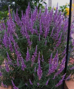 Mexican Sage Santa Barbara Live Starter Plant 6-10in Tall in 2.5x3.5in Pot - Image 5