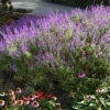 Mexican Sage Santa Barbara Live Starter Plant 6-10in Tall in 2.5x3.5in Pot - Image 1