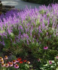 Mexican Sage Santa Barbara Live Starter Plant 6-10in Tall in 2.5x3.5in Pot - Image 1