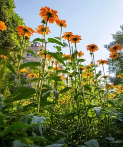 Mexican Sunflower Seeds - Tithonia rotundifolia - 50 Seeds - Vibrant Orange Blooms - Pollinator Magnet - Image 2