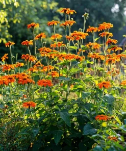 Mexican Sunflower Seeds - Tithonia rotundifolia - 50 Seeds - Vibrant Orange Blooms - Pollinator Magnet - Image 3