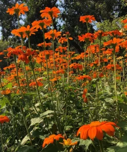 Mexican Sunflower Seeds - Tithonia rotundifolia - 50 Seeds - Vibrant Orange Blooms - Pollinator Magnet - Image 4