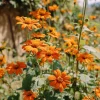 Mexican Sunflower Seeds - Tithonia rotundifolia - 50 Seeds - Vibrant Orange Blooms - Pollinator Magnet - Image 1