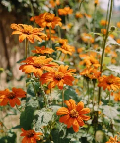 Mexican Sunflower Seeds - Tithonia rotundifolia - 50 Seeds - Vibrant Orange Blooms - Pollinator Magnet - Image 1