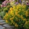 Mexican Tarragon Live Plant Set, 2 Plants, 4-6 Inch Tall, Fragrant Herb - Image 1
