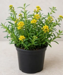 Mexican Tarragon Live Plant Set, 2 Plants, 4-6 Inch Tall, Fragrant Herb - Image 2
