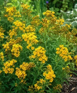 Mexican Tarragon Live Plant Set, 2 Plants, 4-6 Inch Tall, Fragrant Herb - Image 5