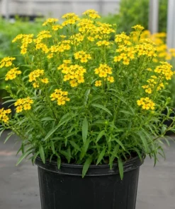 Mexican Tarragon Live Plants - Set of 4, 4-6 Inch Tall Fragrant Herb for Garden - Image 2