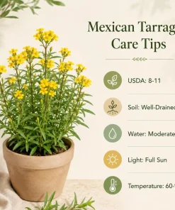 Mexican Tarragon Live Plants - Set of 4, 4-6 Inch Tall Fragrant Herb for Garden - Image 4