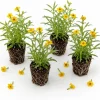 Mexican Tarragon Live Plants - Set of 4, 4-6 Inch Tall Fragrant Herb for Garden - Image 1