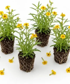 Mexican Tarragon Live Plants - Set of 4, 4-6 Inch Tall Fragrant Herb for Garden - Image 1