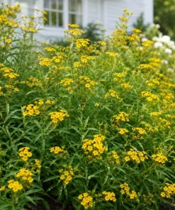 Mexican Tarragon Plants Live - Set of 2, 4-6 Inch Tall Fragrant Herb for Garden - Image 2