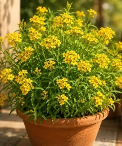 Mexican Tarragon Plants Live - Set of 2, 4-6 Inch Tall Fragrant Herb for Garden - Image 3