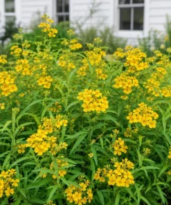 Mexican Tarragon Plants Live - Set of 2, 4-6 Inch Tall Fragrant Herb for Garden - Image 5