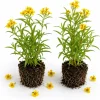 Mexican Tarragon Plants Live - Set of 2, 4-6 Inch Tall Fragrant Herb for Garden - Image 1