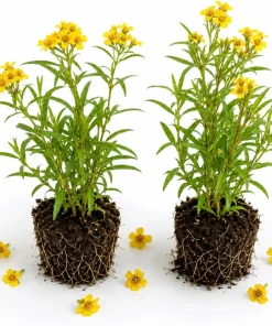 Mexican Tarragon Plants Live - Set of 2, 4-6 Inch Tall Fragrant Herb for Garden - Image 1